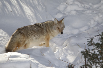 Coyote taken in Wyoming