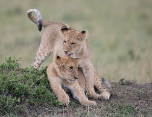 Two lion cubs playing