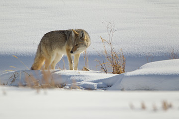 Coyote taken in Wyoming