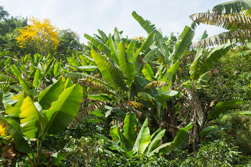 Fototapeta premium Banana plants - Beautiful Colombian jungle.
