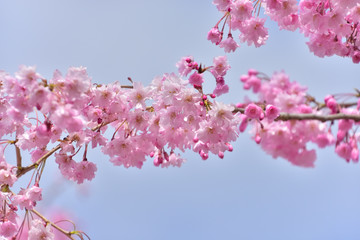 青空と満開の桜の花