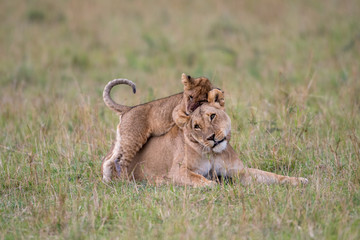 Lioness and cub playing