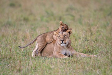 Fototapeta na wymiar Lioness and cub playing