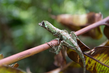Costa Rica 2106