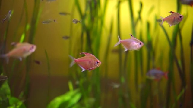 flock of aquarium freshwater fish