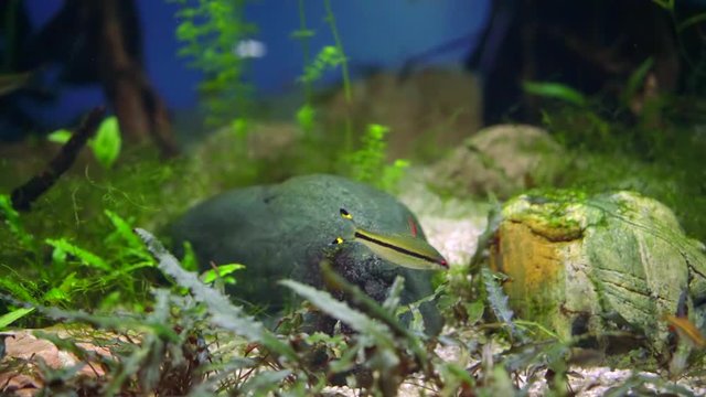 Underwater scene with colorful fish freshwater aquarium