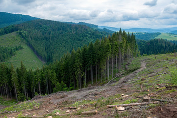 massive felling of trees on the Carpathian Mountains for timber