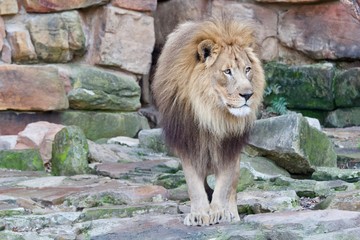 Obraz premium Lion 4