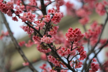 japan cherry or sakura flower in spring