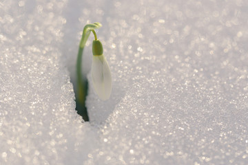 Beautiful first spring flower. Spring snowdrops rising out from the snow.