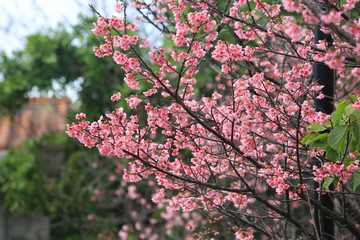 japan cherry or sakura flower in spring