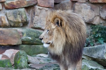 Obraz premium Lion 8