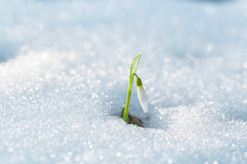 Small beauty. First spring flowers. Small white snowdrop flower, rising up from under the snow on...