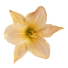 Fototapeta na wymiar Yellow lily (Latin Lilium). Isolated on white background