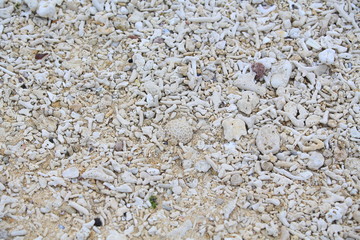 coral beach in japan okinawa