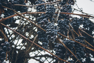 grapes