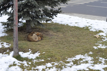 dog sleeping under the tree in a cold day