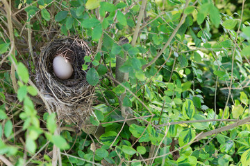 Bird nest with egg