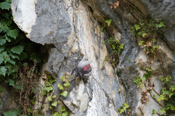 Picchio muraiolo