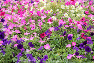  Ruellia clandestina flower in the garden.