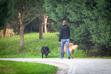 Woman Walks Dogs in the Park