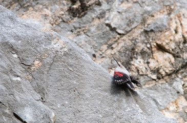 Picchio muraiolo