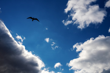 seagull in the sky