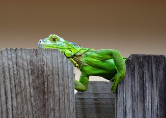 Bright green iguana with golden eyes is moving along the top of a brown wood fence against a blurred brown background.