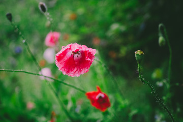 red poppy in garden
