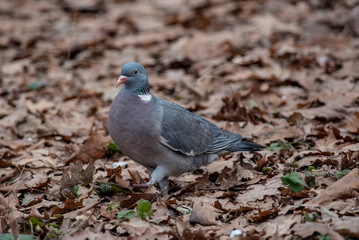 Common Wood Pigeon (Columba palumbus) on the ground