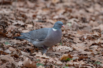 Common Wood Pigeon (Columba palumbus) on the ground