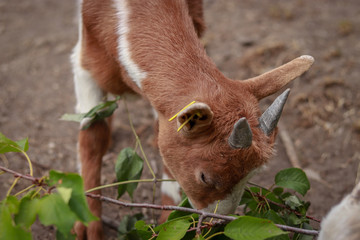 Fressende Zwergziege