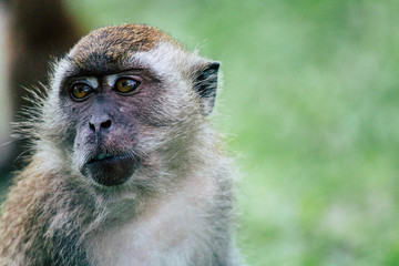 Ape Style