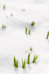 Crocus flower leaves emerging through snow in early spring