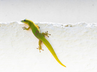 felsuma © Joanna
