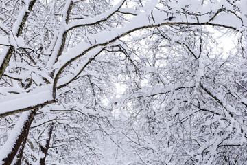 Fototapeta premium tree in snow