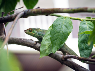 Kameleon © Joanna