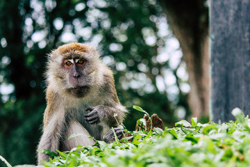 Ape Style