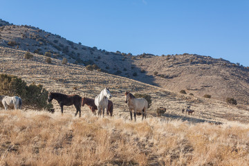 Obraz premium Wild Horses in Winter in the Utah Desert