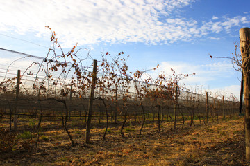 Vi&ntilde;edo en invierno con hermoso cielo azul y nubes aborregadas