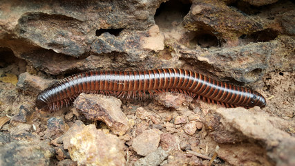 Desert Millipede in Kahi Badi Forest Park