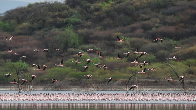 Flamingos am Baringosee