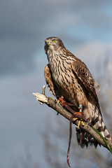 Northen Goshawk