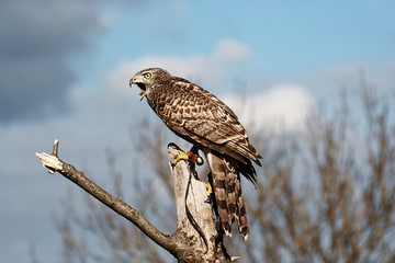 Northen Goshawk