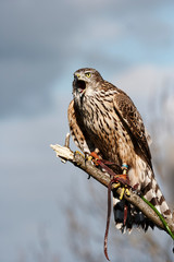 Northen Goshawk