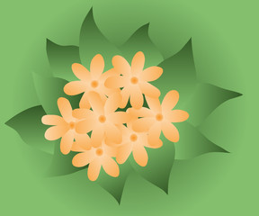 Bouquet of yellow flowers on a green background
