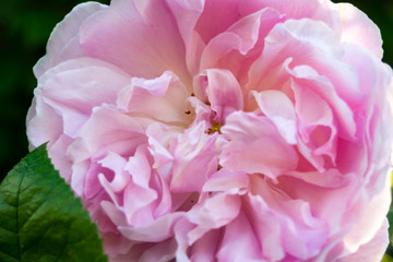 Rosenblüte im Detail