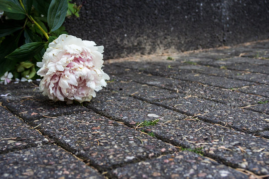 Rose als Trauersymbol