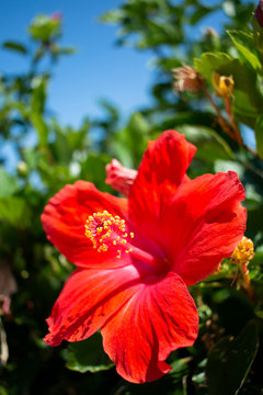 花