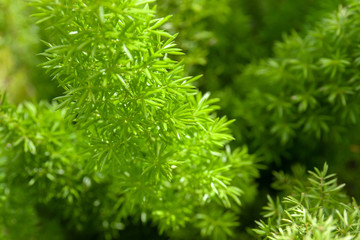 Small green leaves, Young leaves plants growing in the garden, Abstract green nature background, Close-up.